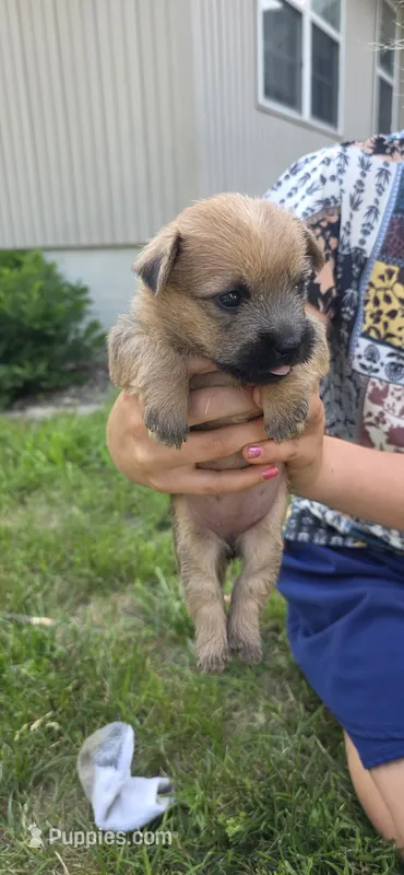 Violet  – Cairn Terrier puppy for sale in Annapolis, MD