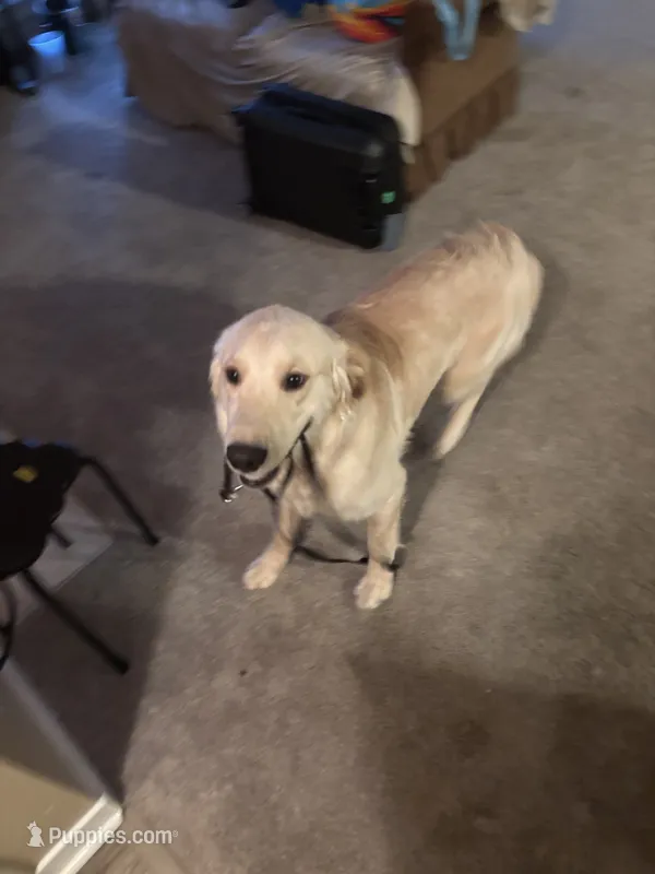 Gus – Golden Retriever puppy for sale in Bartlett, TN