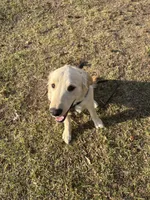 Gus, a male Golden Retriever for sale in Bartlett, TN – 7 of 7