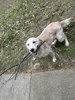 Gus, a male Golden Retriever for sale in Bartlett, TN – 6 of 7