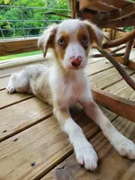 Female, a female Toy Australian Shepherd for sale in Paoli, IN – 1 of 4