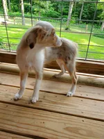 Female, a female Toy Australian Shepherd for sale in Paoli, IN – 3 of 4