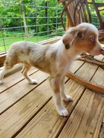 Female, a female Toy Australian Shepherd for sale in Paoli, IN – 2 of 4