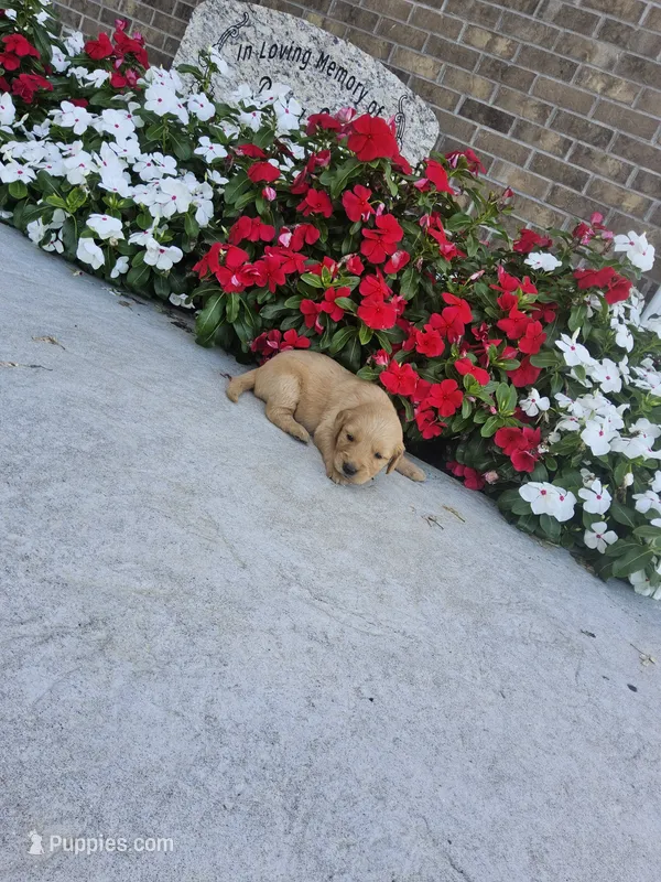 Juliana  – Golden Retriever puppy for sale in Odon, IN