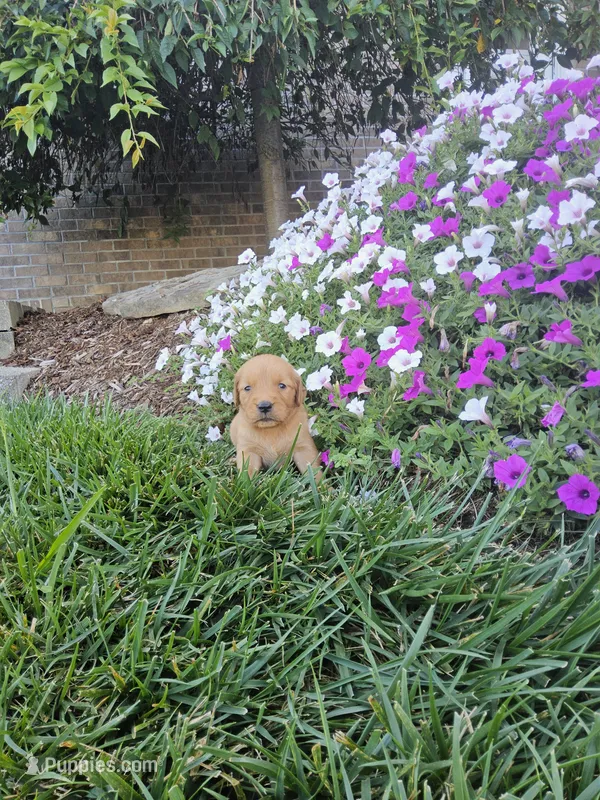 THOMAS – Golden Retriever puppy for sale in Odon, IN