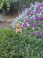 THOMAS, a male Golden Retriever for sale in Odon, IN – 2 of 2