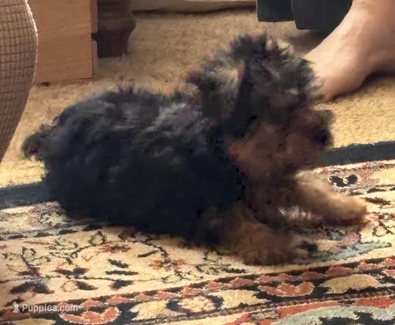 Buddy – Yorkshire Terrier puppy for sale in Austell, GA