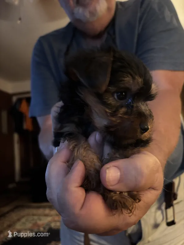 Boy puppy – Yorkshire Terrier puppy for sale in Austell, GA