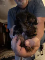 Boy puppy, a male Yorkshire Terrier for sale in Austell, GA – 1 of 2