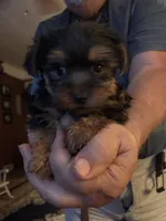 Boy puppy, a male Yorkshire Terrier for sale in Austell, GA – 2 of 2