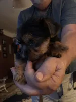 Girly, a female Yorkshire Terrier for sale in Austell, GA – 2 of 2