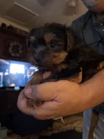 Buddy, a male Yorkshire Terrier for sale in Austell, GA – 2 of 3