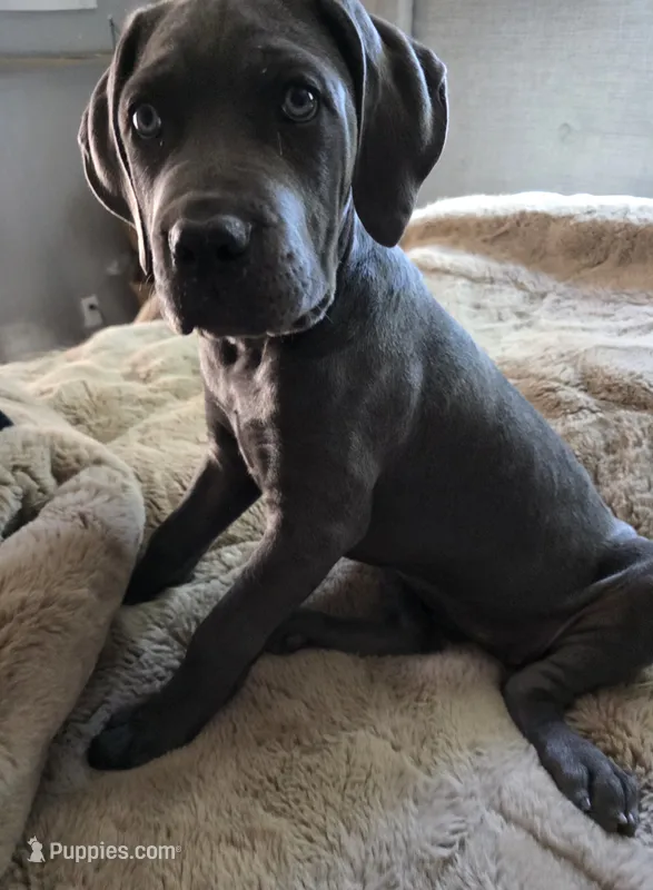 Sarah - Pink Collar – Cane Corso puppy for sale in Apple Valley, CA
