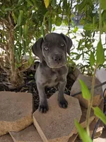 Sarah - Pink Collar, a female Cane Corso for sale in Apple Valley, CA – Photo 2 of 4