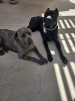 Sarah - Pink Collar, a female Cane Corso for sale in Apple Valley, CA – Photo 4 of 4