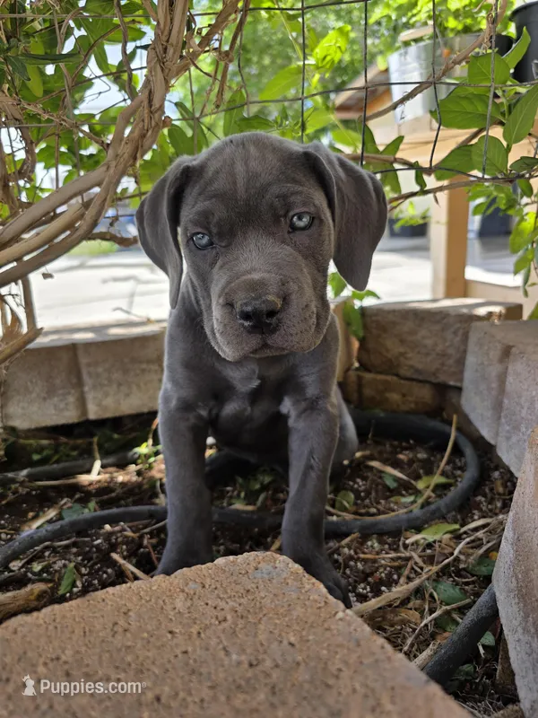 Sarah - Pink Collar – Cane Corso puppy for sale in Apple Valley, CA