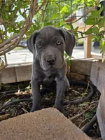 Sarah - Pink Collar, a female Cane Corso for sale in Apple Valley, CA – Photo 1 of 4