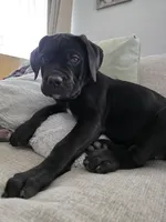 Violet collar , a female Cane Corso for sale in Apple Valley, CA – 7 of 9
