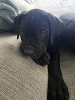Violet collar , a female Cane Corso for sale in Apple Valley, CA – 4 of 9