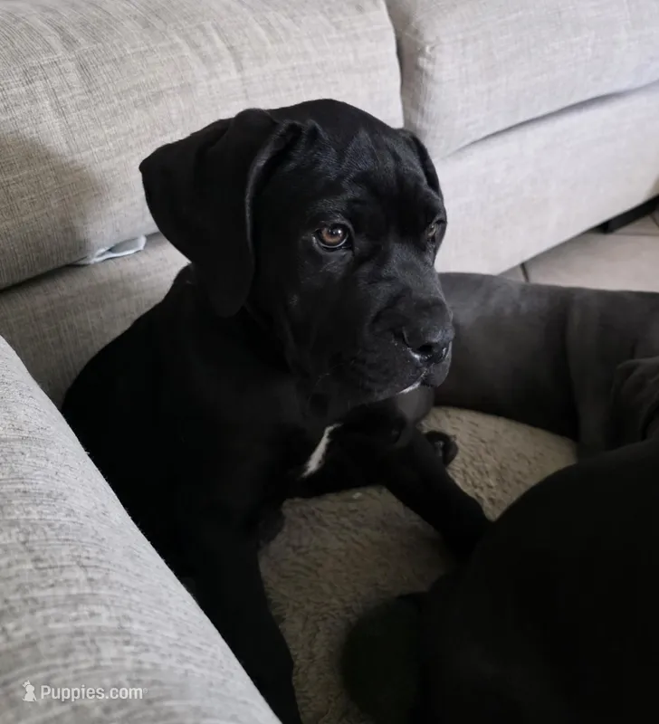 Violet collar  – Cane Corso puppy for sale in Apple Valley, CA