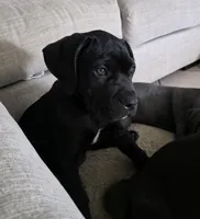 Violet collar , a female Cane Corso for sale in Apple Valley, CA – 1 of 9