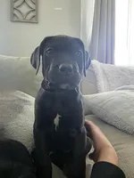Violet collar , a female Cane Corso for sale in Apple Valley, CA – 3 of 9