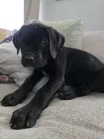 Violet collar , a female Cane Corso for sale in Apple Valley, CA – 6 of 9