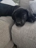 Violet collar , a female Cane Corso for sale in Apple Valley, CA – 8 of 9
