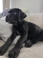 Violet collar , a female Cane Corso for sale in Apple Valley, CA – 5 of 9