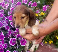 Sage, a female Miniature Dachshund for sale in Goshen, IN – 1 of 3