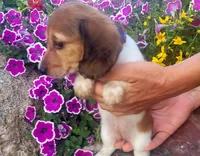 Sage, a female Miniature Dachshund for sale in Goshen, IN – 2 of 3