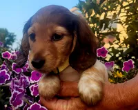 Sage, a female Miniature Dachshund for sale in Goshen, IN – 3 of 3
