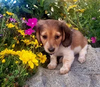 Dahlia, a female Miniature Dachshund for sale in Goshen, IN – 3 of 5