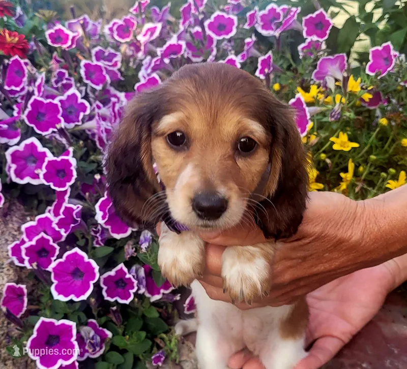 Dahlia – Miniature Dachshund puppy for sale in Goshen, IN