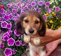 Dahlia, a female Miniature Dachshund for sale in Goshen, IN – 1 of 5
