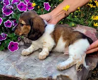 Jack, a male Miniature Dachshund for sale in Goshen, IN – 3 of 3