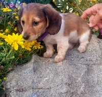 Dahlia, a female Miniature Dachshund for sale in Goshen, IN – 5 of 5