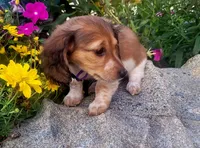Dahlia, a female Miniature Dachshund for sale in Goshen, IN – 4 of 5
