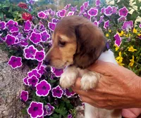 Dahlia, a female Miniature Dachshund for sale in Goshen, IN – 2 of 5