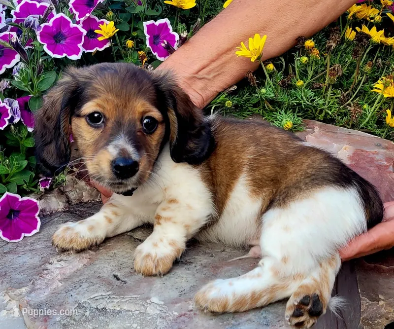 Jack – Miniature Dachshund puppy for sale in Goshen, IN