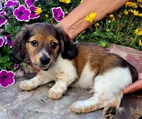 Jack, a male Miniature Dachshund for sale in Goshen, IN – 1 of 3