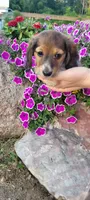Jack, a male Miniature Dachshund for sale in Goshen, IN – 2 of 3