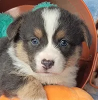 Black Paw Bandana Boy , a male Pembroke Welsh Corgi for sale in Cherokee, OK – 2 of 3