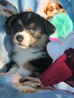 Maroon bandana boy , a male Pembroke Welsh Corgi for sale in Cherokee, OK – 3 of 3