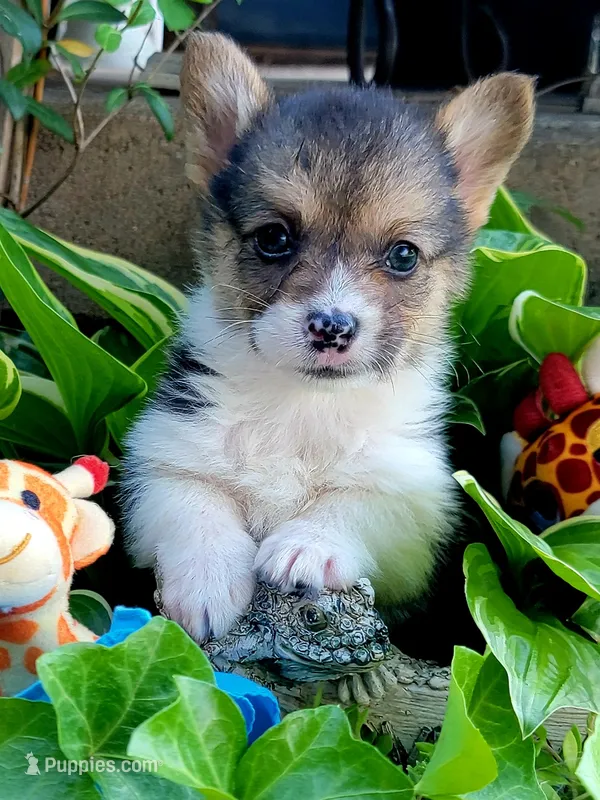 Blue bandana boy  – Pembroke Welsh Corgi puppy for sale in Cherokee, OK