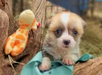 Sage Bandana Girl , a female Pembroke Welsh Corgi for sale in Cherokee, OK – 2 of 3