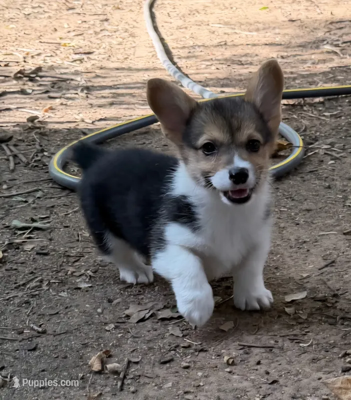 Blue bandana boy  – Pembroke Welsh Corgi puppy for sale in Cherokee, OK