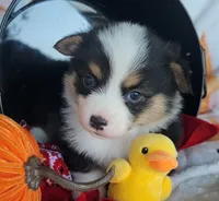 Red bandana boy , a male Pembroke Welsh Corgi for sale in Cherokee, OK – 2 of 3