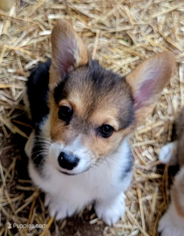 Blue bandana boy  – Pembroke Welsh Corgi puppy for sale in Cherokee, OK