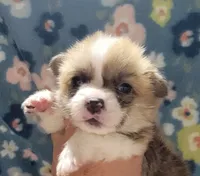 Sage Bandana Girl , a female Pembroke Welsh Corgi for sale in Cherokee, OK – 3 of 3